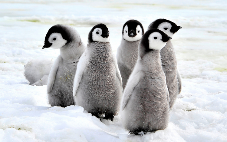 Global Penguin Society: March on with Our Flightless Friends