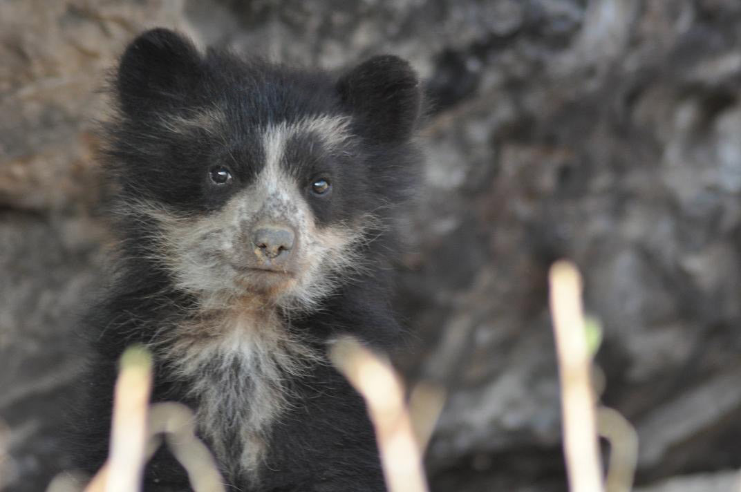 spectacled bear