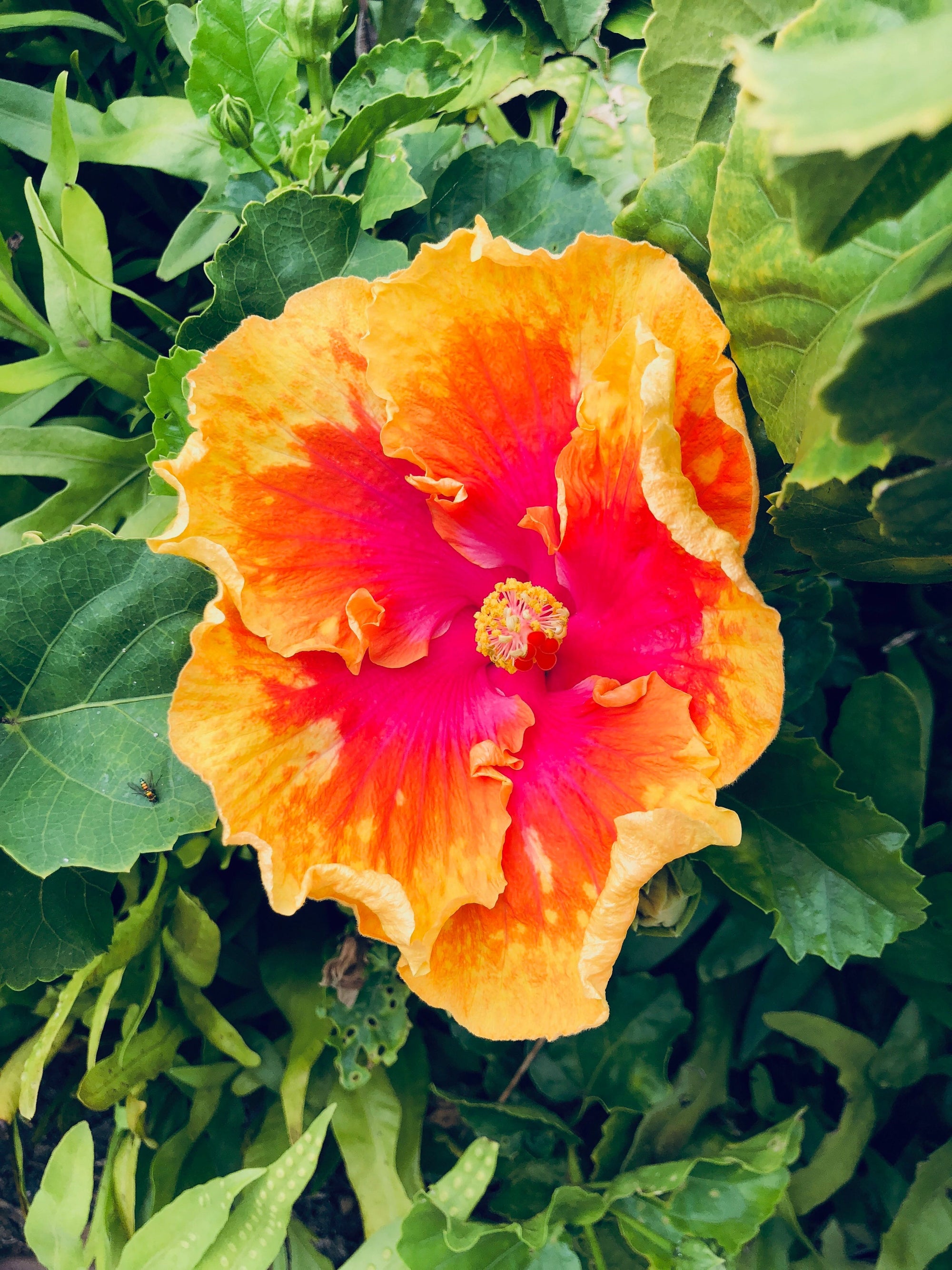 Sips with Superpowers: Hibiscus Iced Tea