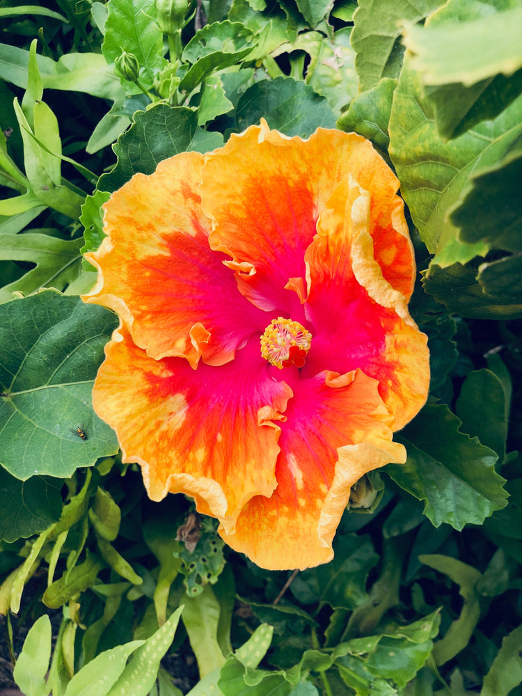 Sips with Superpowers: Hibiscus Iced Tea