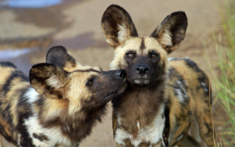 Painted Dog Conservation: Protect Fido’s Feral Cousins